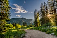 一条阳光明媚的小路穿过犹他州盐湖城附近郁郁葱葱的森林