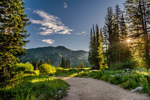 A scenic view of a sunlit pathway through a lush forest near Salt Lake City, Utah.