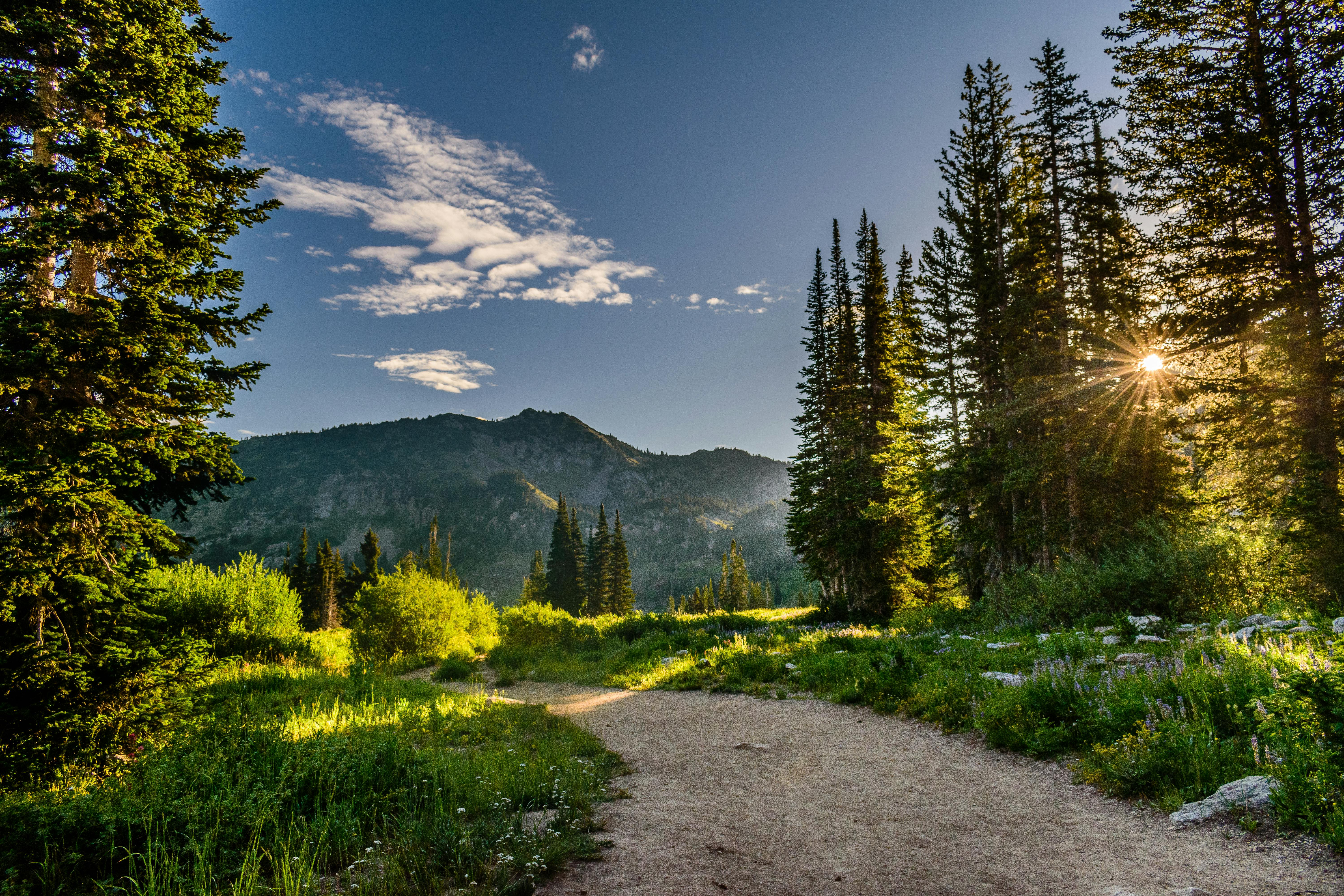 Green Pine Forest Stock Photos and Pictures - 1,279,330 Images