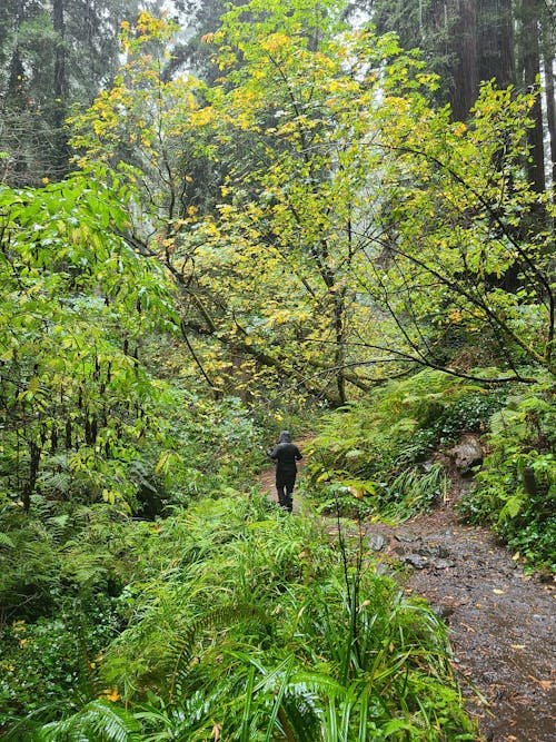 Person Walking in a Forest 