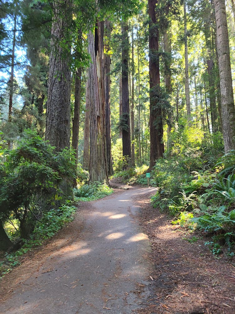 A Path In The Forest 