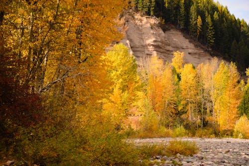 Fotos de stock gratuitas de al aire libre, árboles de otoño, caer