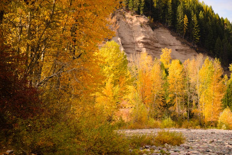 Beautiful Autumn Trees Near Rock Mountain