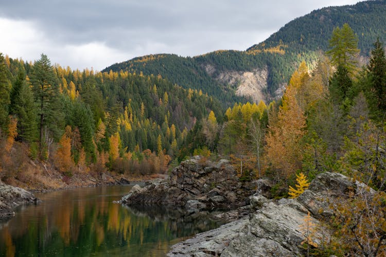 A River Between Trees On Mountain