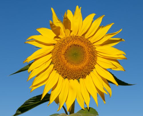 Free Vibrant sunflower in full bloom under the clear summer sky in Missoula, MT. Stock Photo