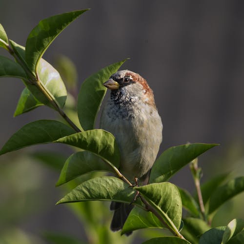 Free White and Brown Bird on Green Leaf Stock Photo