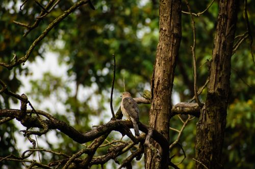 Free A shikra bird gracefully perched on a tree branch in a lush forest setting. Stock Photo