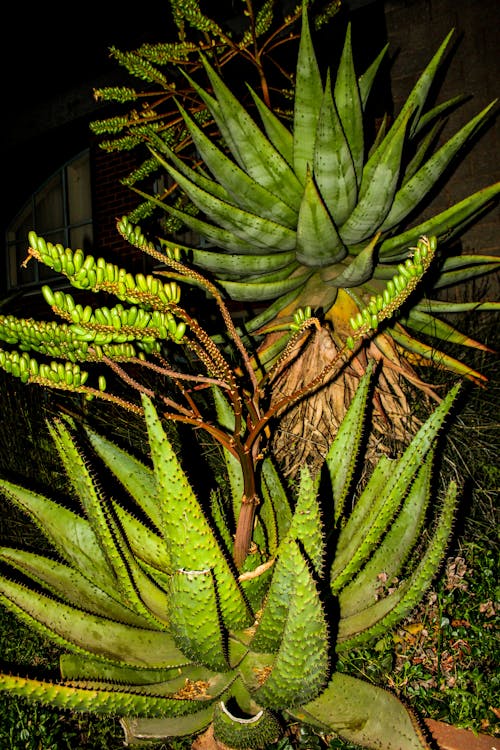 Gratis arkivbilde med Aloe vera, aloe vera plante, anlegg