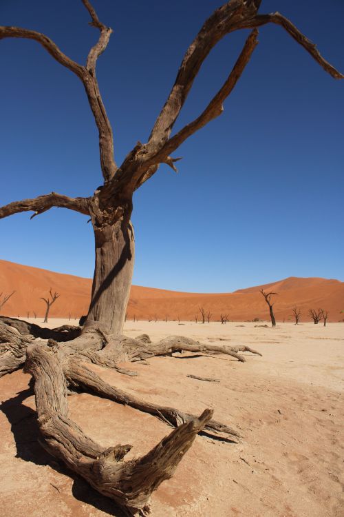 Free A lone bare tree stands against a desert backdrop under a clear blue sky. Stock Photo