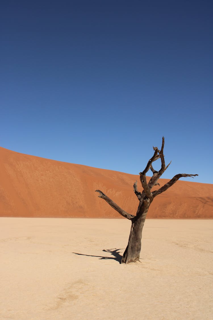 Dry Tree In Desert