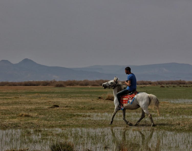 A Man Riding Horse On Green Grass Field