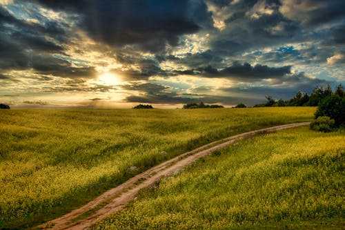 Photo of a Field at Sunset 