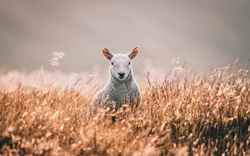 Close-up of a Sheep on the Pasture 