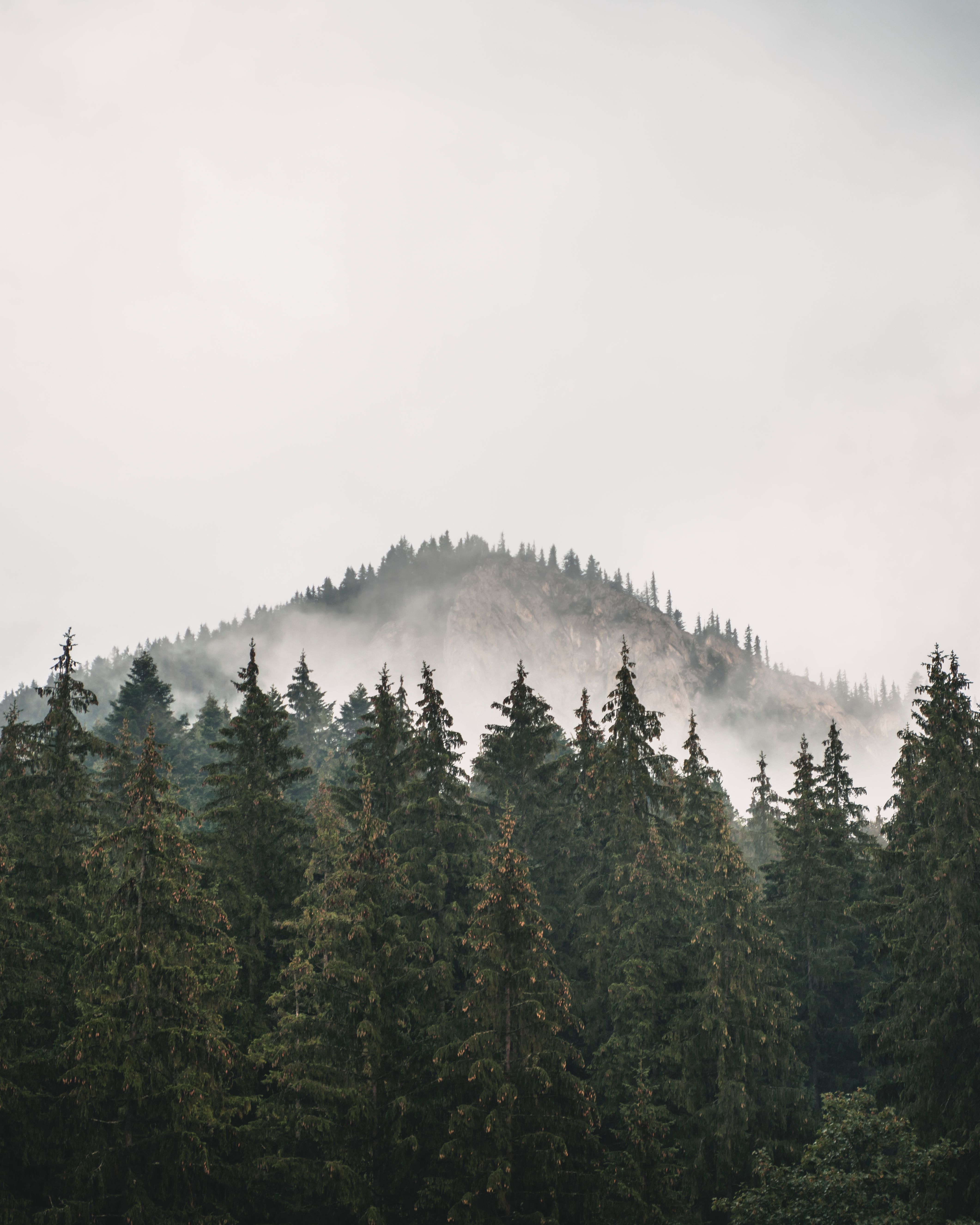 Serene view of foggy mountain peaks surrounded by lush evergreen forest trees.