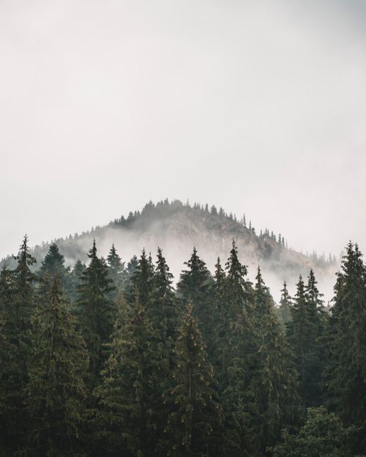 Serene view of foggy mountain peaks surrounded by lush evergreen forest trees.