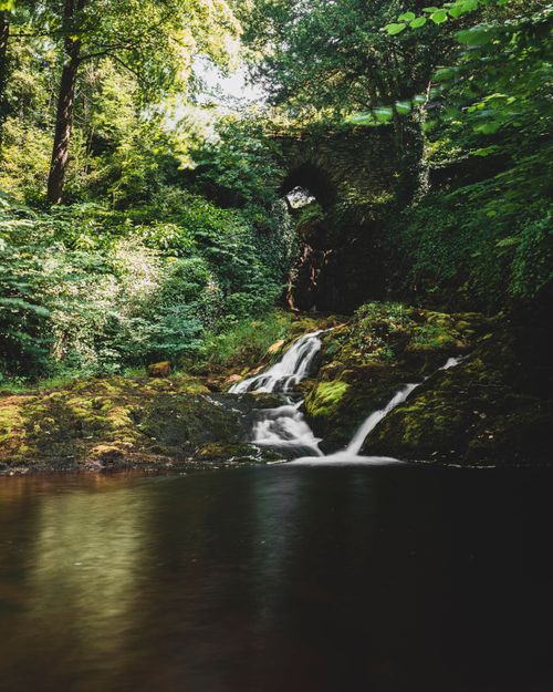 Free Peaceful forest stream cascading over moss-covered stones beneath lush green trees. Stock Photo