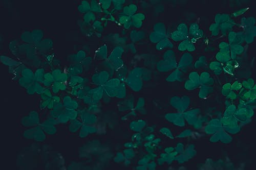 Moody Green Clover in the Forest