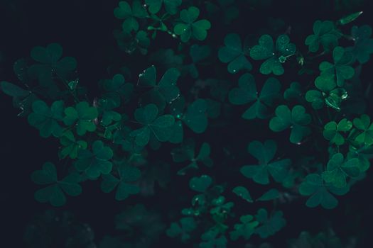 Moody Green Clover in the Forest