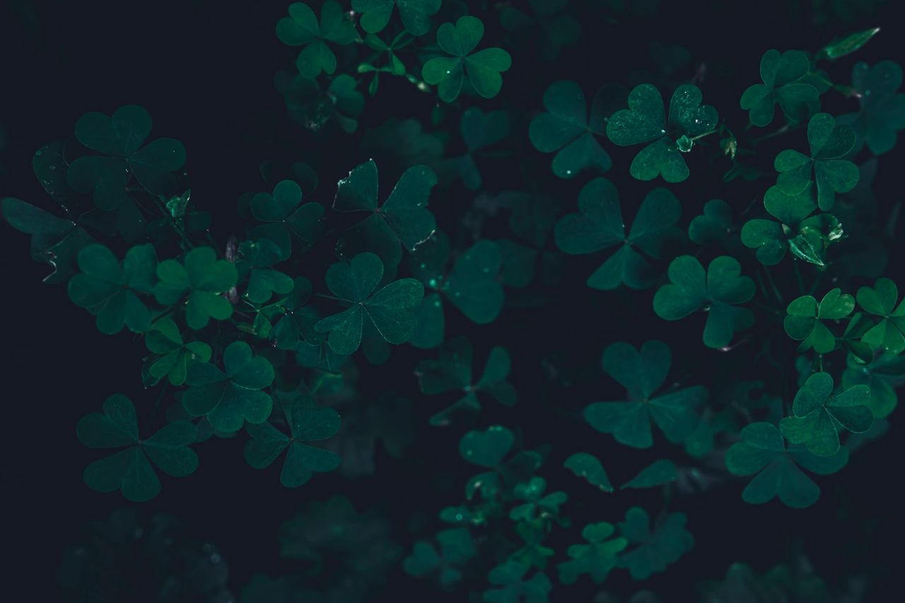 a moody close up image of dark green clover leaves with a somber atmos