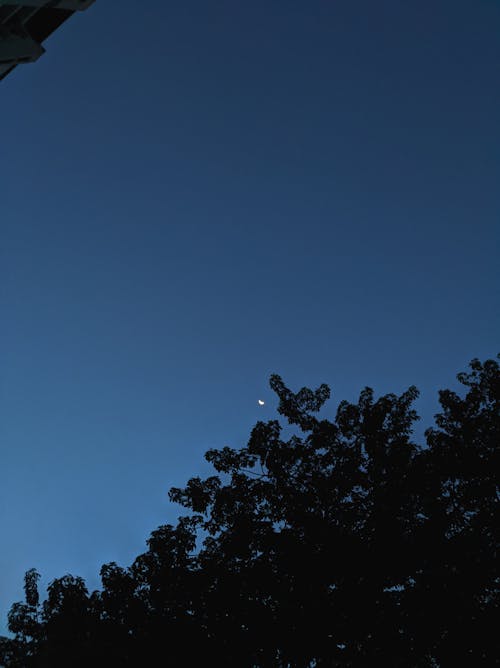 Free stock photo of blue, moon, morning