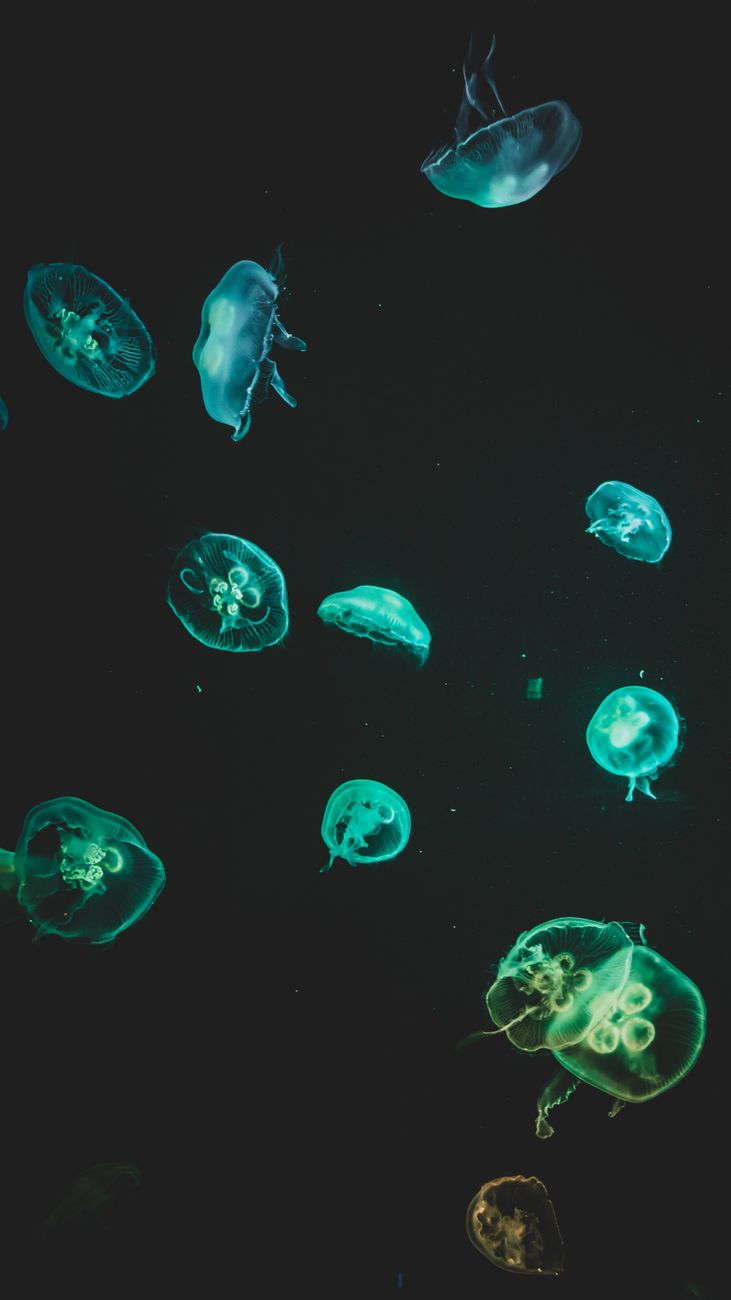 Capture of ethereal jellyfish gliding gracefully in dark aquamarine waters.. capture, ethereal, jellyfish