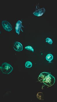 Capture of ethereal jellyfish gliding gracefully in dark aquamarine waters.