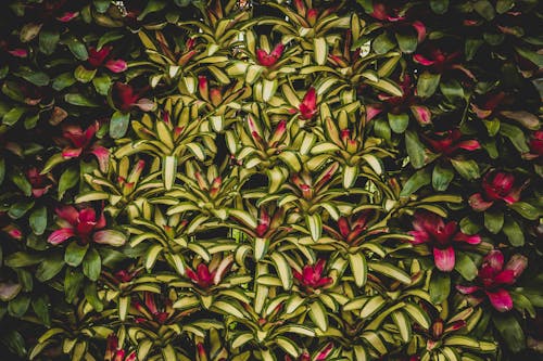 Close-up of a Green Shrub with Pink Flowers