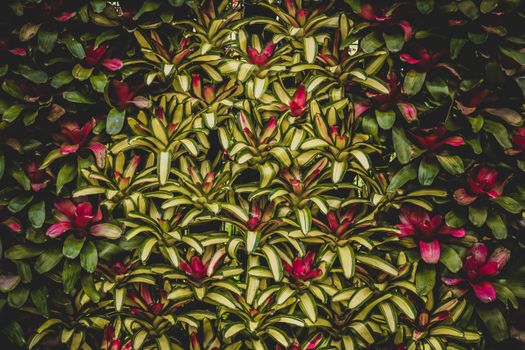 A vibrant display of colorful bromeliads in an Atlanta garden, showcasing nature's intricate foliage.