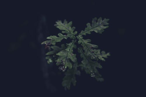 Close-up of Oak Leaves in the Dark 