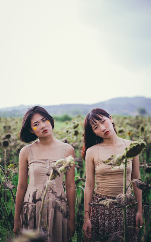 Free Close-up Photo of Two Women Standing on Sunflower Field Stock Photo