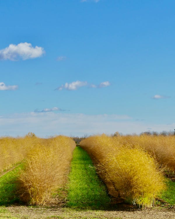 Δωρεάν στοκ φωτογραφιών με αγρόκτημα, αγροτικός, γαλάζιος ουρανός