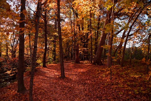 Herfstseizoen