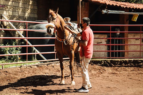 Man in Red Shirt Standing beside Brown Horse