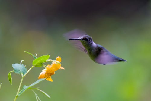 Free stock photo of bird, hummingbird Stock Photo