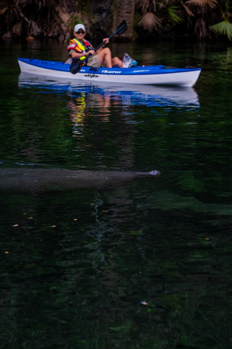 Fish Near Person In Canoe