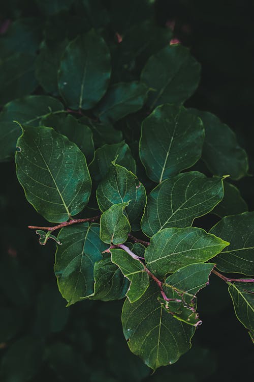 Green Leaves in Close Up Photography