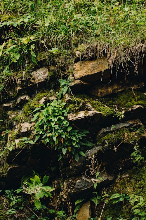叢林, 垂直拍攝, 岩石 的 免費圖庫相片