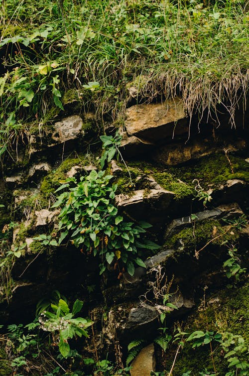 View of Rocks Covered in Moss and Leaves 