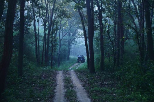 A lone vehicle on a foggy forest road surrounded by misty woodland.