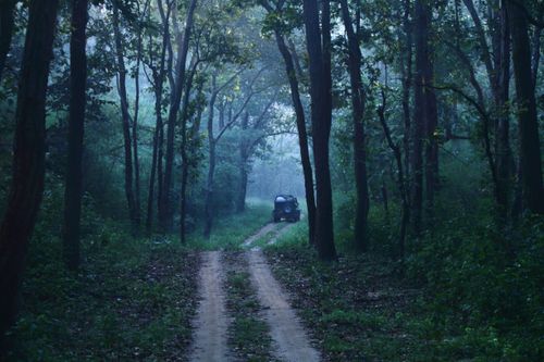 Free A lone vehicle on a foggy forest road surrounded by misty woodland. Stock Photo