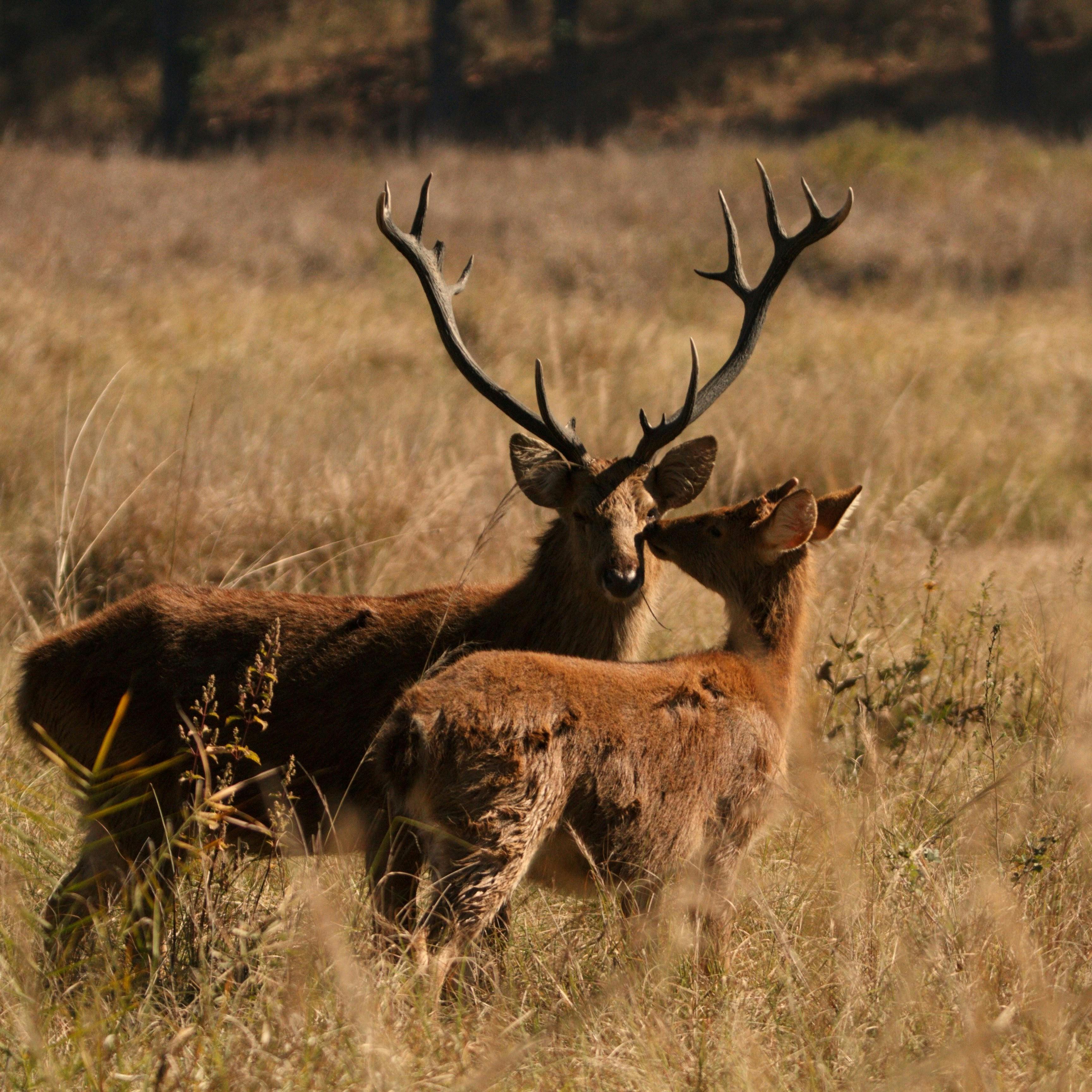grátis Foto profissional grátis de amantes da natureza, animais pastando, animais selvagens Foto profissional