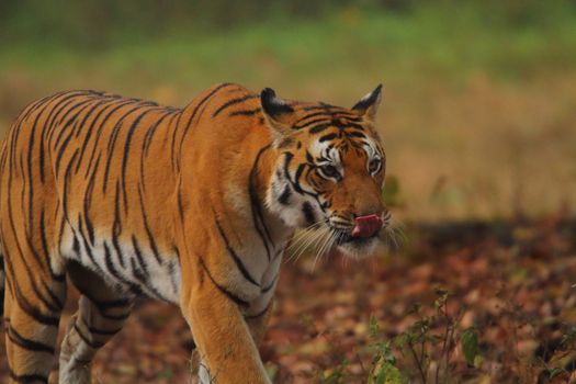 Close-up of a tiger walking through a forest, showcasing its majestic stripes.