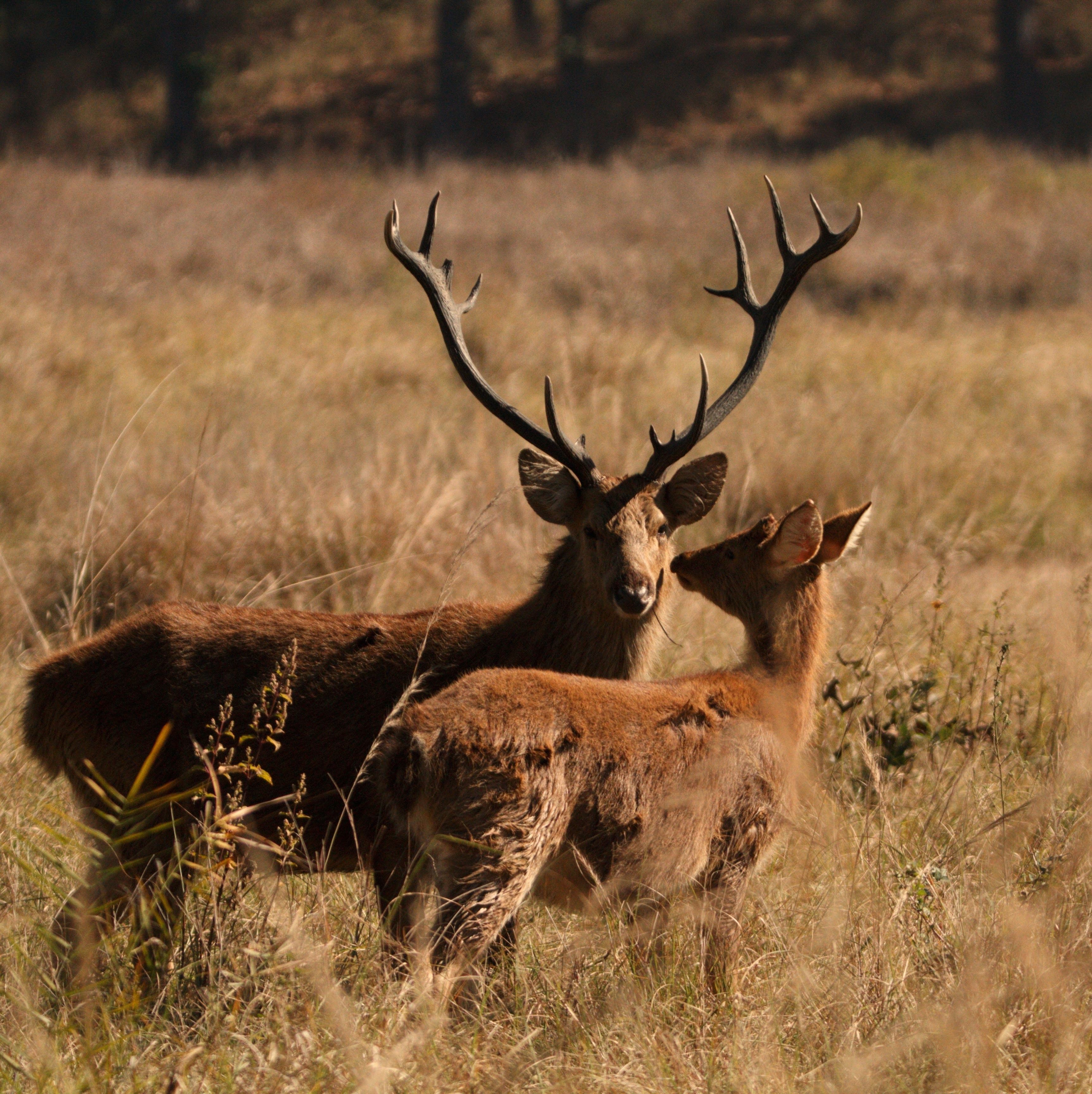 A stunning image of a deer pair standing in a sunlit grass field, showcasing natural wildlife beauty.