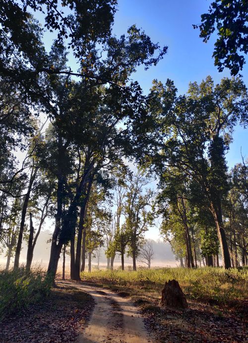 Free A peaceful dirt path winding through lush green forest under a clear blue sky. Stock Photo