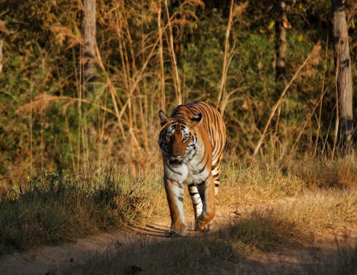 Miễn phí Ảnh lưu trữ miễn phí về chụp ảnh động vật, chụp ảnh động vật hoang dã, con hổ Ảnh lưu trữ