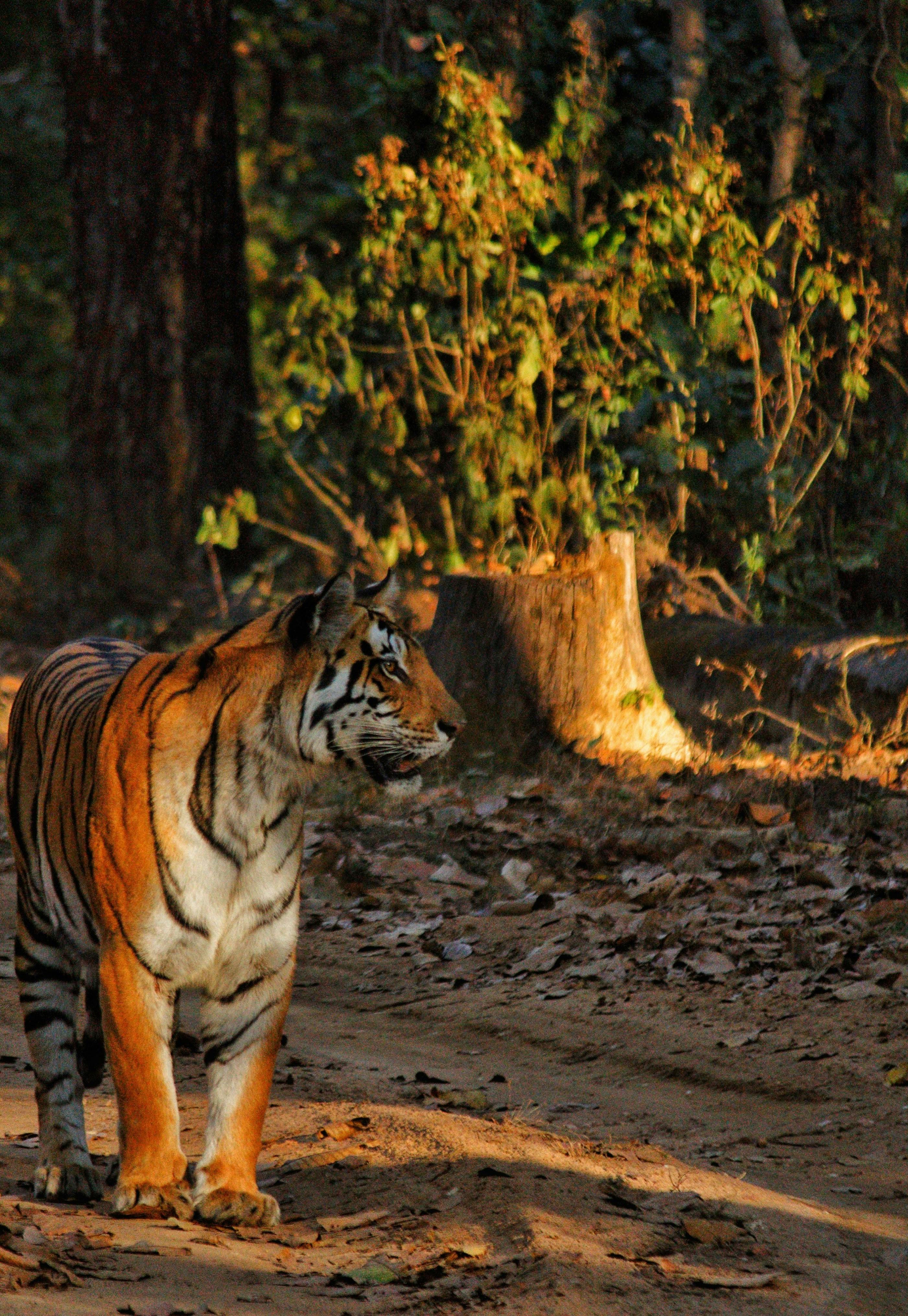 Close-Up Shot of a Tiger · Free Stock Photo