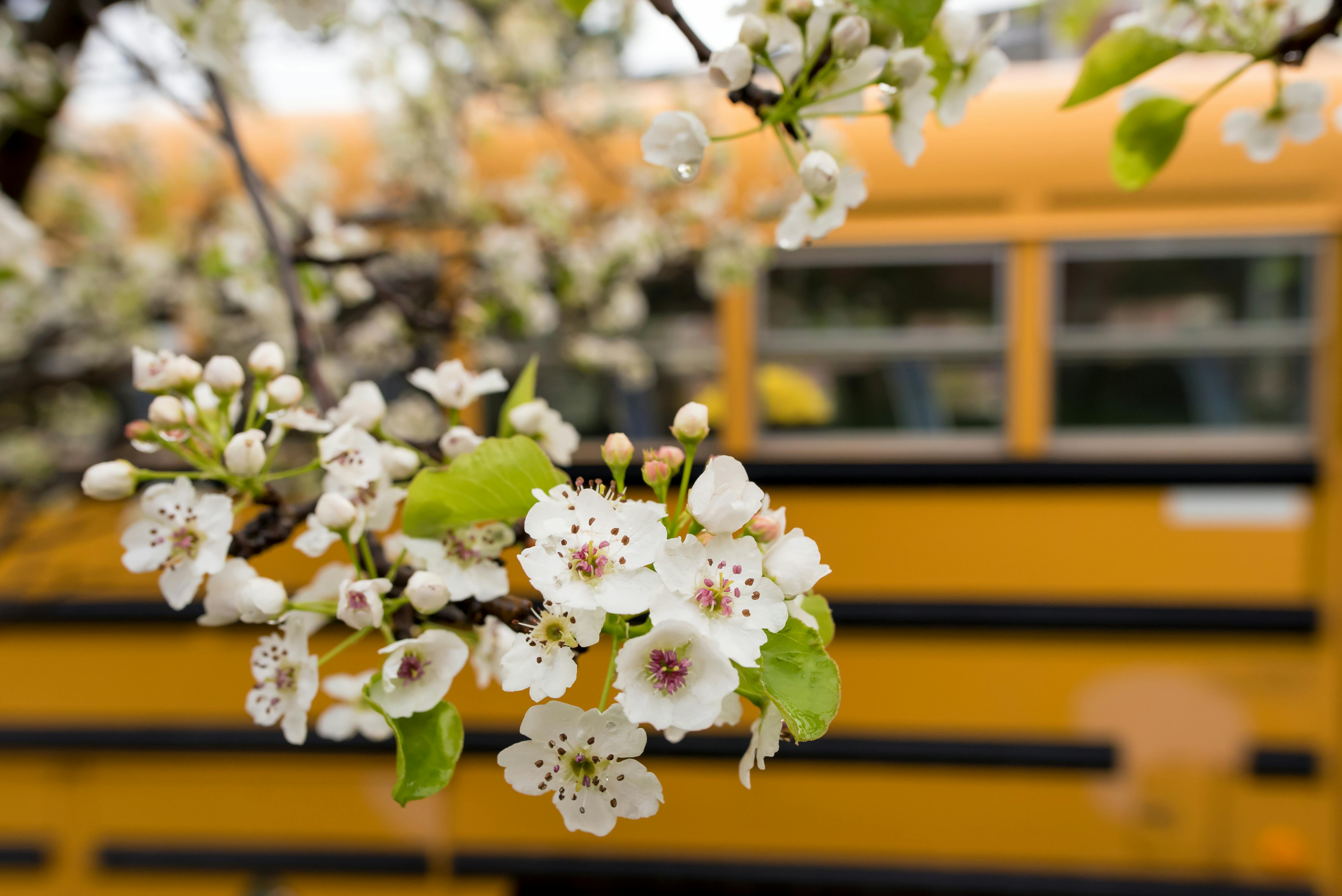 Free stock photo of back to school, cherry blossom, flowers