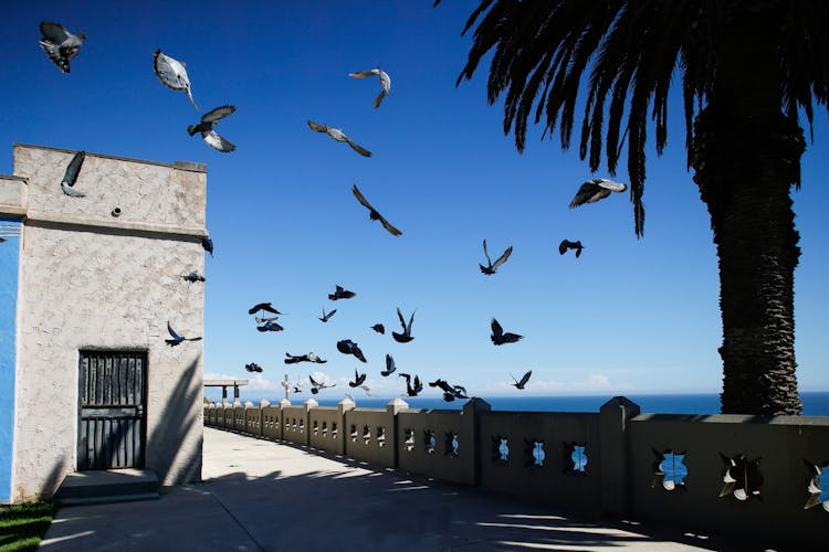 Flying Flock Of Birds