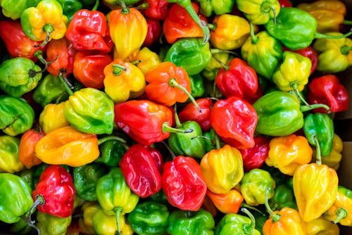 Free Pile of Chilies Stock Photo