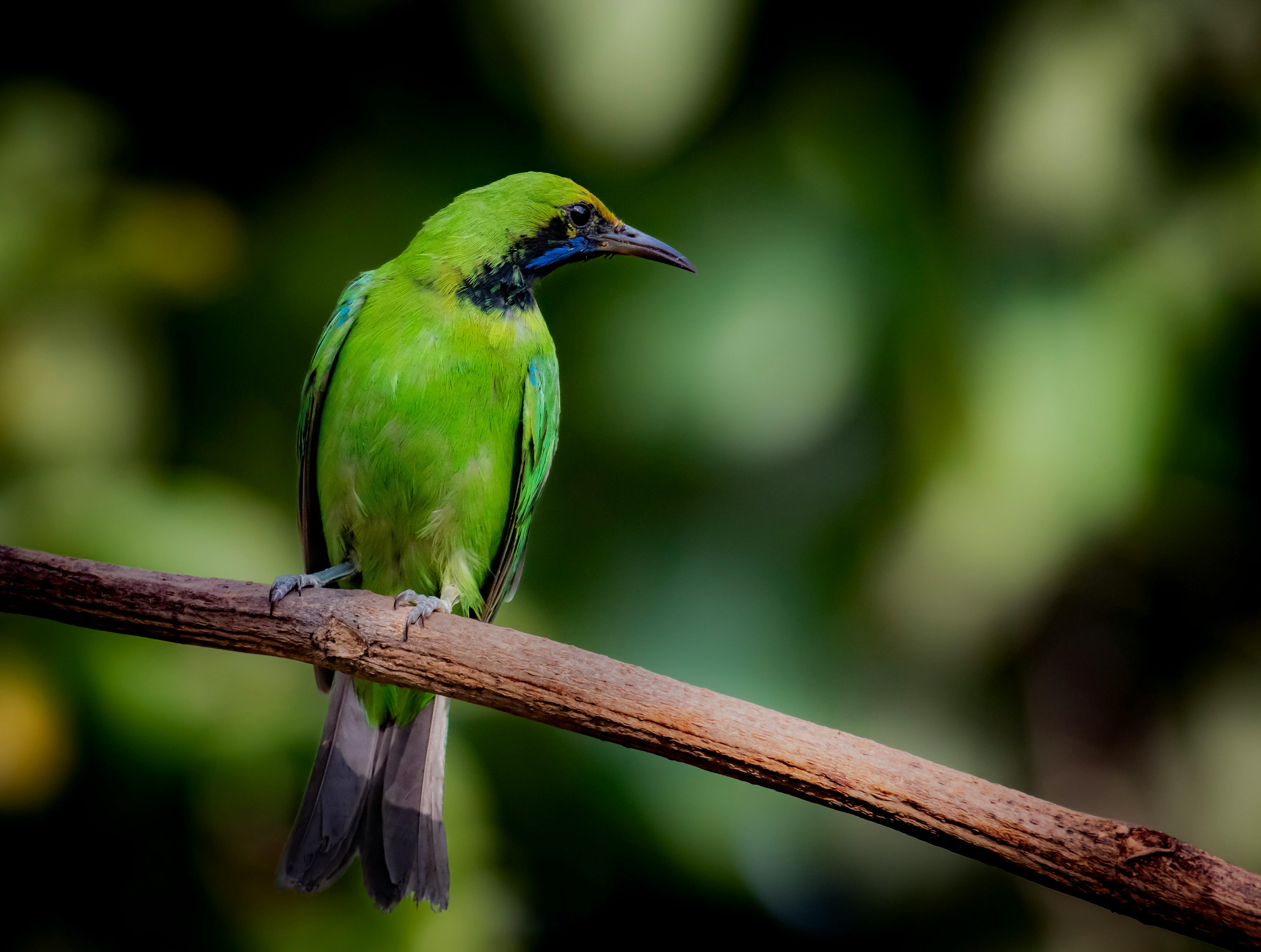 Green leafbird sits on a branch, showing vibrant plumage in a natural setting.